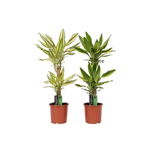 Dracaena 2 color mix, 17 cm pot