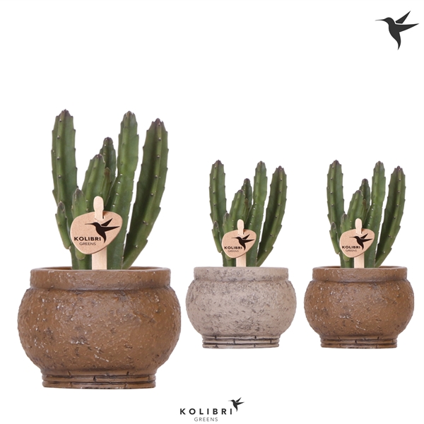 <h4>Kolibri Greens Stapelia Leenderziae in Ancient pot brown mix</h4>