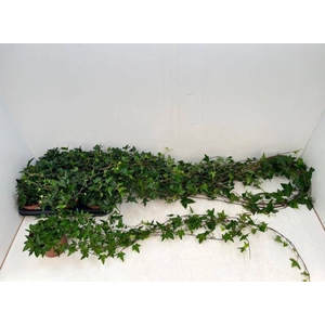 HEDERA SHAMROCK XXL 90CM