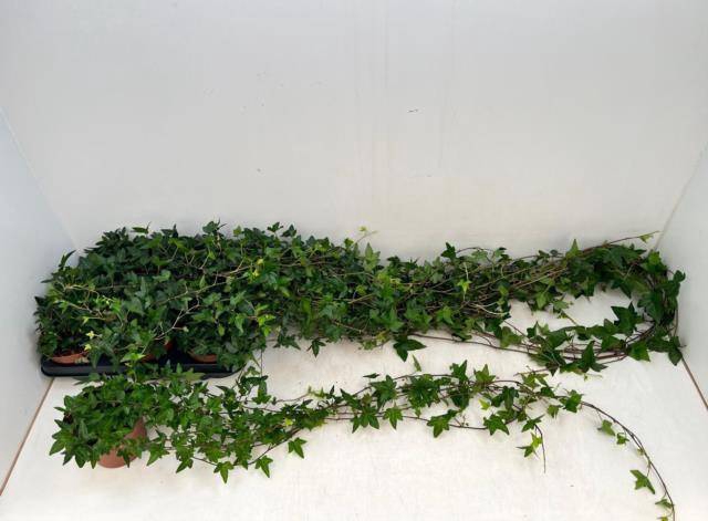 <h4>HEDERA SHAMROCK XXL 90CM</h4>