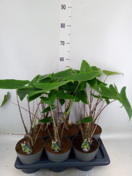 <h4>Alocasia zebrina</h4>