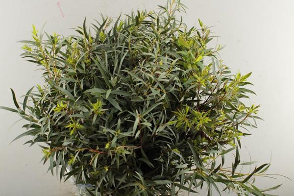 <h4>Deco Gr Euc Nicholii 300 Gr</h4>