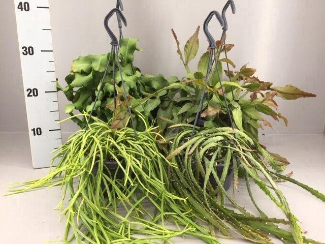 <h4>Rhipsalis 7 gemengd kan variëren</h4>