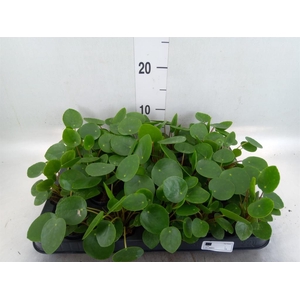 Pilea peperomioides