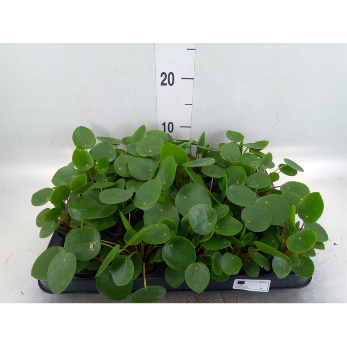 <h4>Pilea peperomioides</h4>