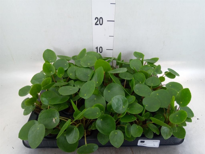 <h4>Pilea peperomioides</h4>