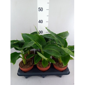 Musa  'Tropicana'
