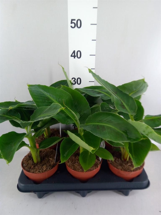 <h4>Musa  'Tropicana'</h4>