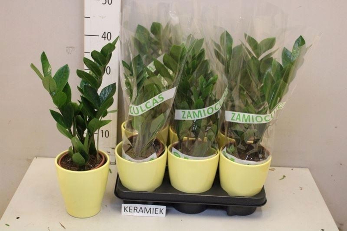 <h4>ZAMIO ZAMIIFOLIA</h4>