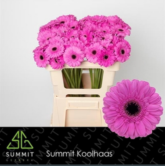 <h4>Ge Mi Dolcetto</h4>