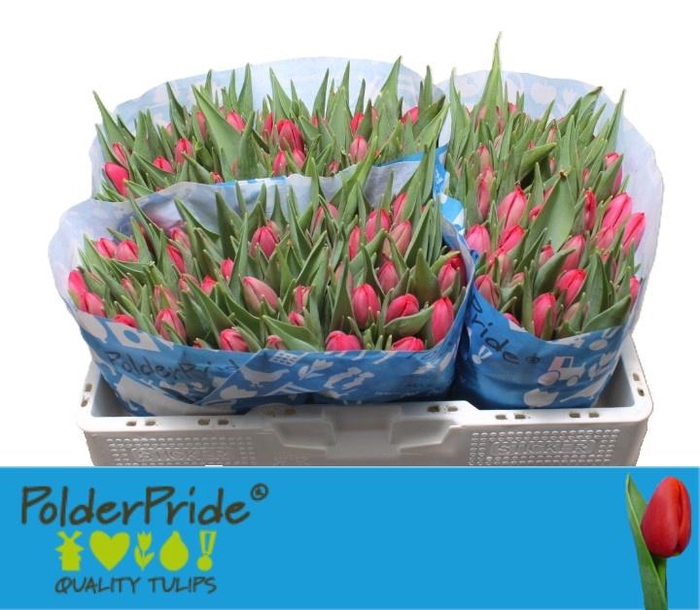 <h4>TU EN FIRST DATE</h4>