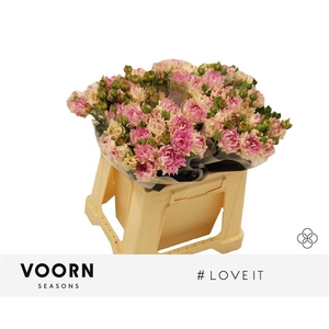 R Tr Love It Voorn Seasons