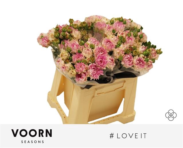 <h4>R Tr Love It Voorn Seasons</h4>
