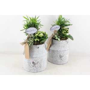 arr2 TD - Zink melkbus - roze/wit