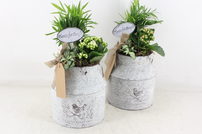 <h4>arr2 TD - Zink melkbus - roze/wit</h4>