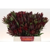Leucadendron Saf Sunset Dark R.