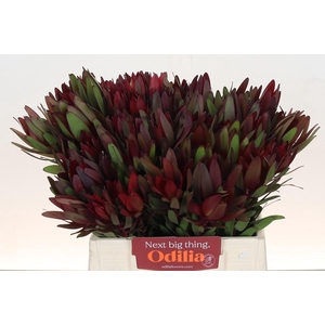 Leucadendron Saf Sunset Dark R.