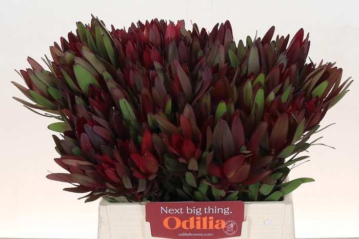 <h4>Leucadendron Saf Sunset Dark R.</h4>