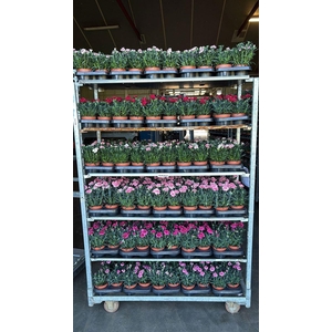 Dianthus Oscar gemengd