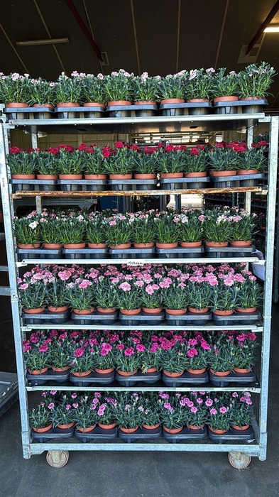 <h4>Dianthus Oscar gemengd</h4>