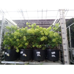 Viburnum opulus 'Roseum'