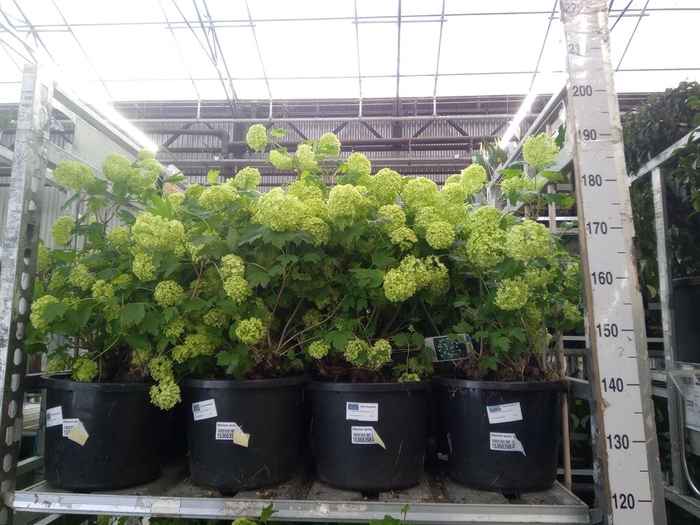 <h4>Viburnum opulus 'Roseum'</h4>