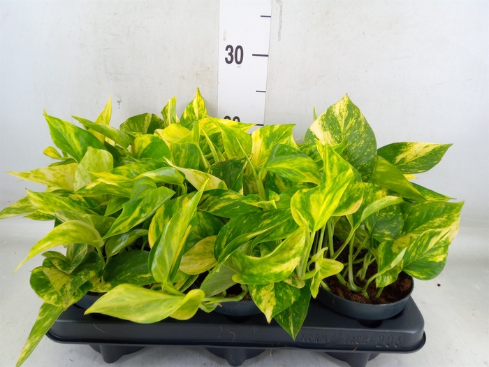 <h4>Epipremnum pinn. 'Aureum'</h4>