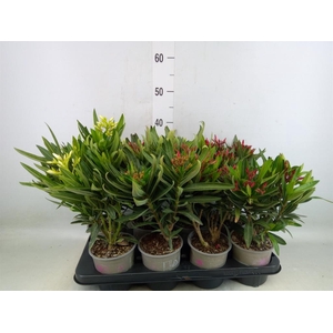 Nerium oleander   ...
