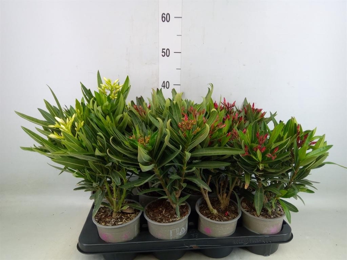 <h4>Nerium oleander   ...</h4>