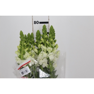 BOCA DE LEAO MONACO WHITE 080 CM
