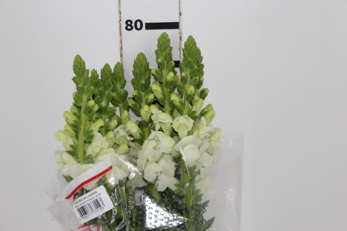 <h4>BOCA DE LEAO MONACO WHITE 080 CM</h4>