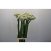 Allium White Giant