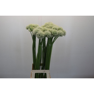 Allium White Giant