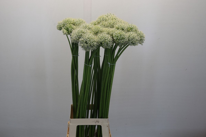 <h4>Allium White Giant</h4>