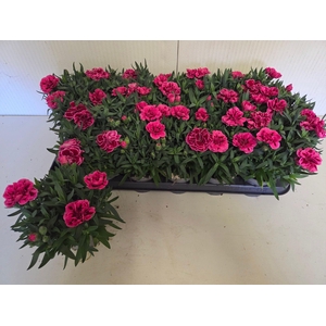 DIAN OSC PURPLE WING