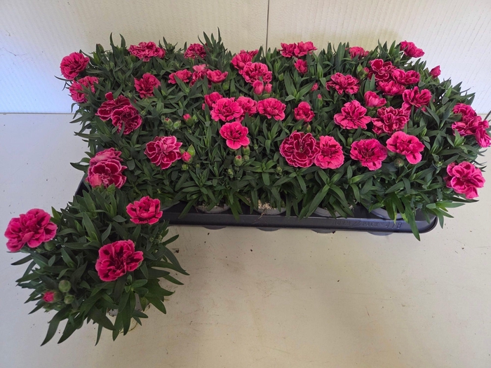 <h4>DIAN OSC PURPLE WING</h4>