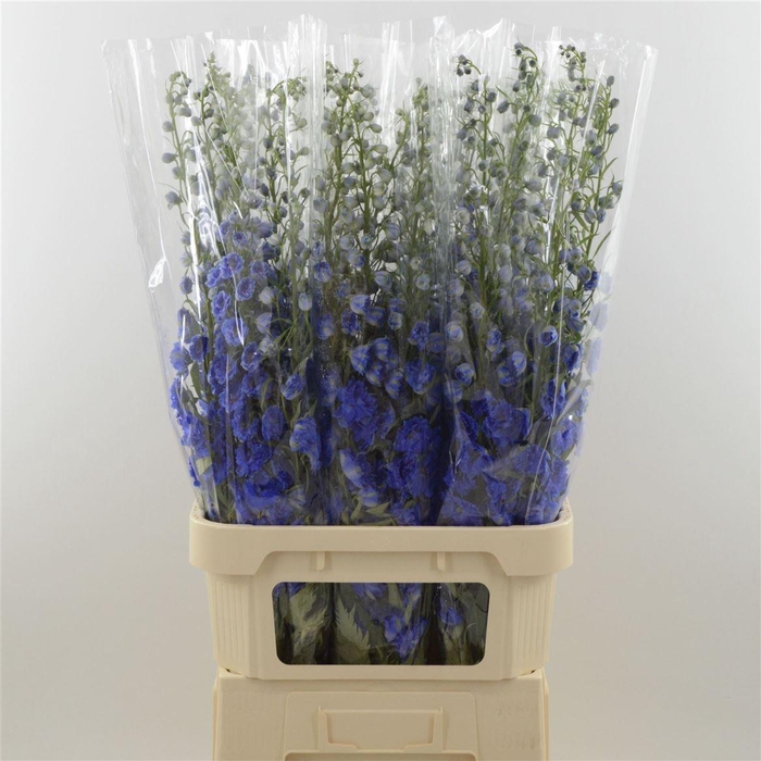 <h4>Delph Double Paars</h4>