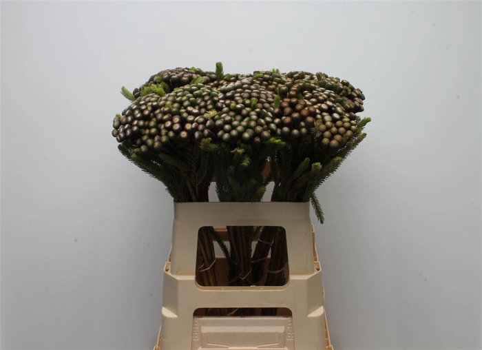 <h4>BRUN ALBIFLORA</h4>