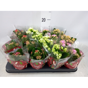 Kalanchoe blos.   ..rosebud mix  5