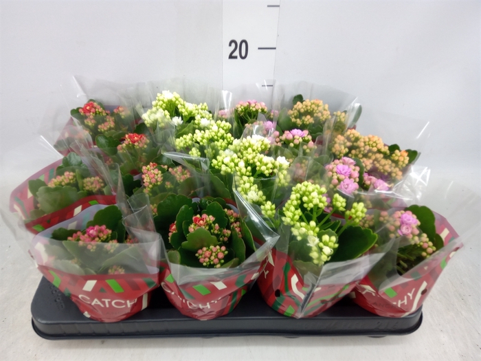 <h4>Kalanchoe blos.   ..rosebud mix  5</h4>