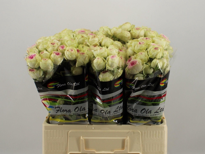 <h4>R TR GELATO</h4>