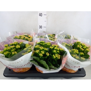 Kalanchoe blos. 'RosDon Pedro'