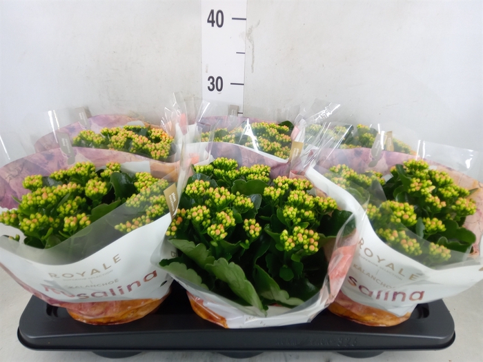 <h4>Kalanchoe blos. 'RosDon Pedro'</h4>