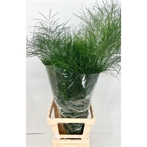 Asparagus virgatus