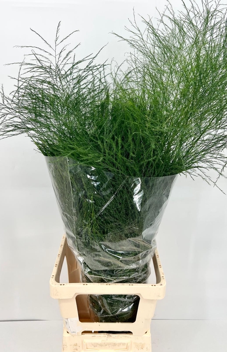 <h4>Asparagus virgatus</h4>