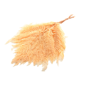 Fern Bracken Preserved Apricot