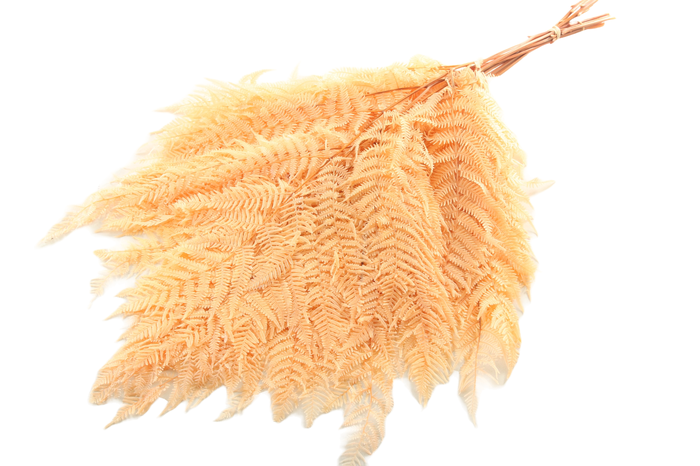 <h4>Fern Bracken Preserved Apricot</h4>