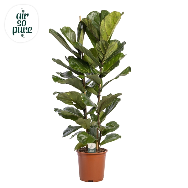 <h4>Ficus Lyrata, 2pp, p27 (Air so Pure)</h4>