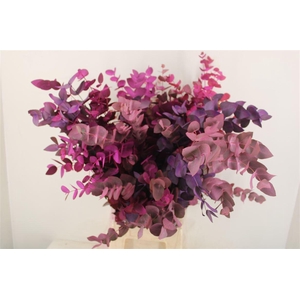 Euca Cinerea Mix Pink P Bunch