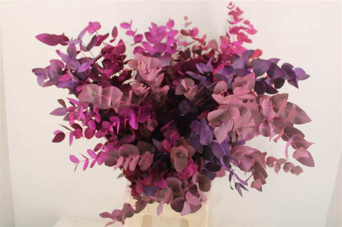 <h4>Euca Cinerea Mix Pink P Bunch</h4>